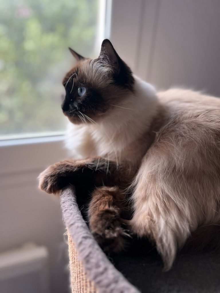 chat himalayen yeux bleus