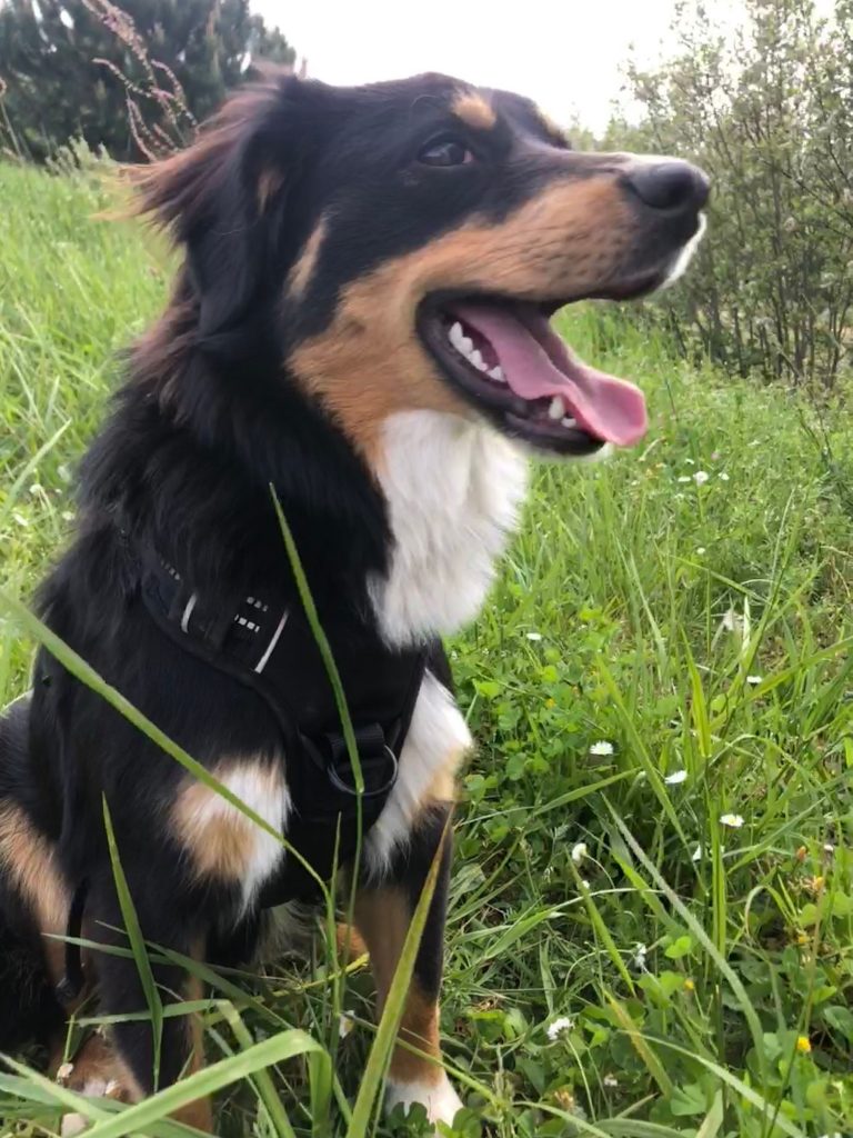 berger américain miniature