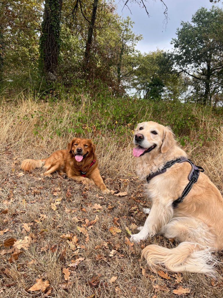 goldens retrievers en promenade
